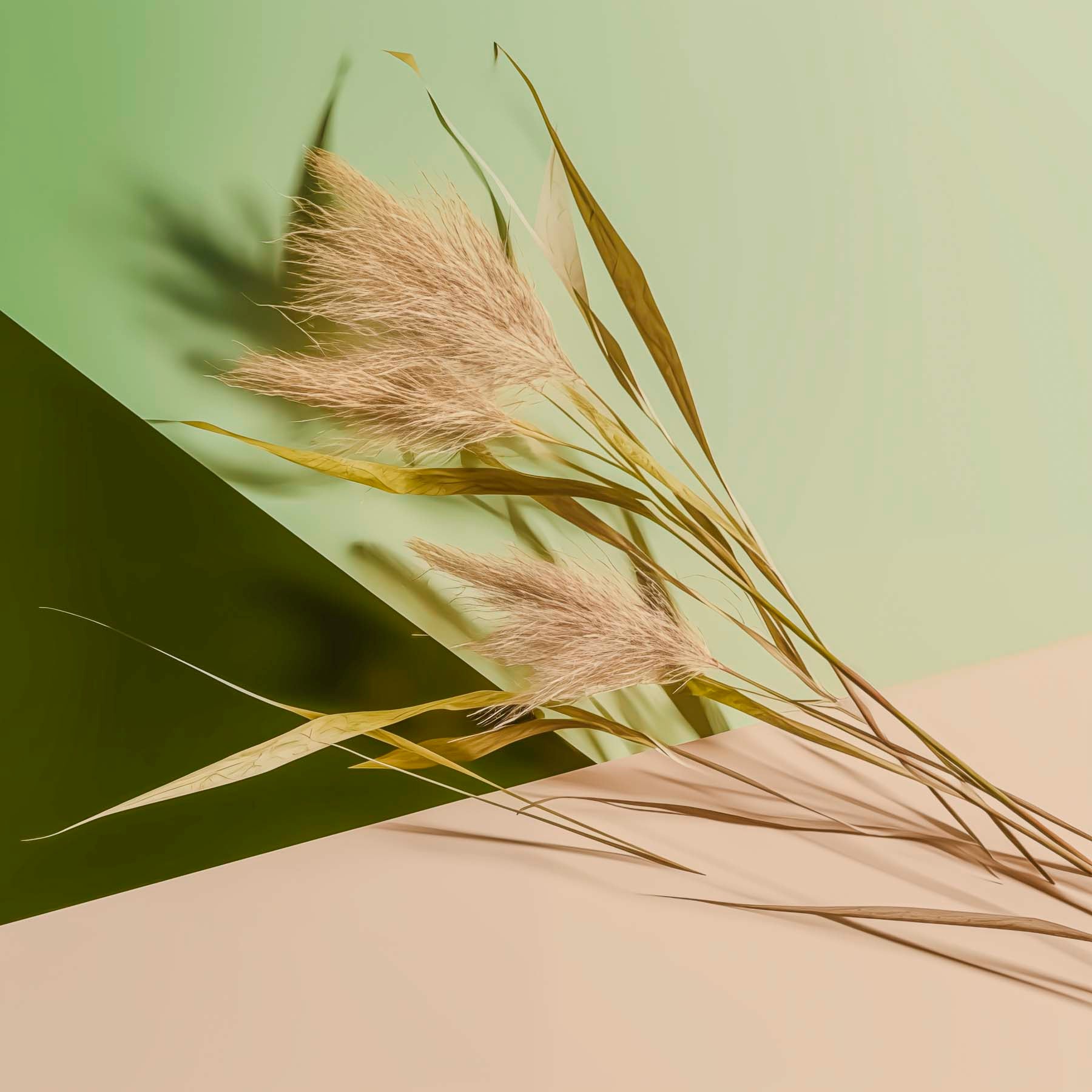 SOBER smaržas BORNEO, 50 ml